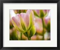 Framed Tulip Close-Up With Selective Focus 2, Netherlands