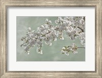 Framed Cherry Tree Blossoms In Spring, Seabeck, Washington State