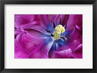 Framed Tulip Closeup, Keukenhof Gardens, Lisse, Netherlands, Holland