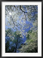 Framed White Flowering Dogwood Trees in Bloom, Kentucky