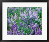 Framed Lupine Meadow and Oregon white oaks, Columbia River Gorge National Scenic Area, Oregon