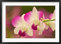 Framed Orchids, Selby Gardens, Sarasota, Florida