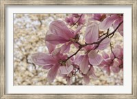 Framed Yulan Magnolia Blossoms, Louisville, Kentucky