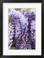 Framed Wisteria In Mirabell Garden 2, Salzburg, Austria