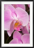 Framed Pink Orchid In The Phalaenopsis Family, San Francisco