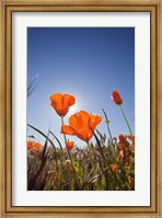 Framed Poppies With Sun And Blue Sky, Antelope Valley, CA