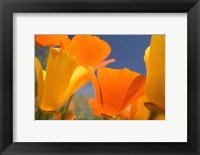 Framed Poppies Spring Bloom 5. Lancaster, CA