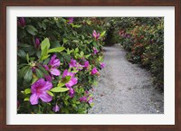 Framed Rhododendron Along Pathway, Magnolia Plantation, Charleston, South Carolina