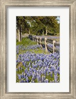 Framed Lone Oak Tree Along Fenceline With Spring Bluebonnets, Texas