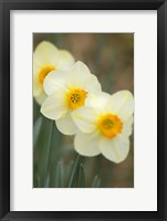 Framed Closeup Of White Daffodils, Arlington, Virginia