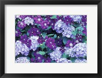 Framed Hydrangea And Clematis, Issaquah, Washington