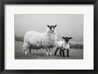 Framed Islay Sheep I