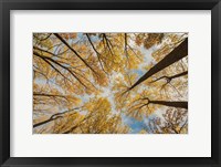 Framed Towering Trees III