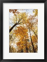 Framed Towering Trees II