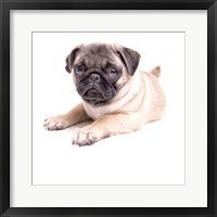 Framed Cute Pug Puppy