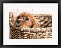 Framed Puppy in a Laundry Basket