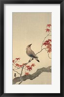 Framed Japanese Waxwing on Maple, 1900-1936