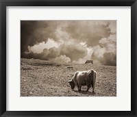 Framed Scottish Highland Cattle No. 1