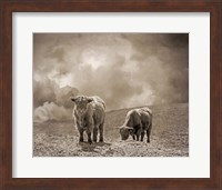 Framed Scottish Highland Cattle No. 2