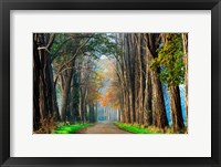 Framed Acacias in Autumn