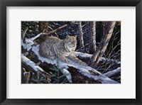 Framed Snow Moon Lynx