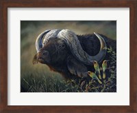 Framed Caped Buffalo