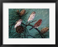 Framed Purple Finches