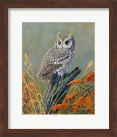 Framed Bright Eyes Screech Owl