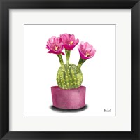 Framed 'Cactus Flowers V' border=