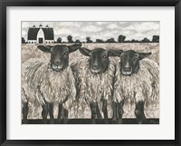 Framed Three Sheep