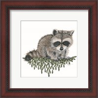 Framed 'Baby Raccoon' border=