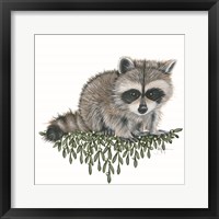 Framed 'Baby Raccoon' border=