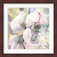 Framed 'Kaleidoscope Orchid (detail)' border=