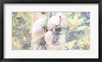 Framed Kaleidoscope Orchid