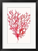 Red Reef Coral II Framed Print