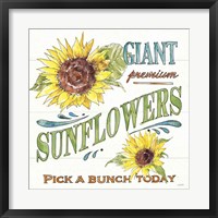 Sunflower Fields IV Framed Print
