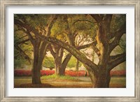 Framed Three Oaks and Azaleas