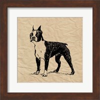 Framed 'Boston Terrier' border=