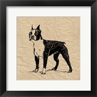 Boston Terrier Framed Print