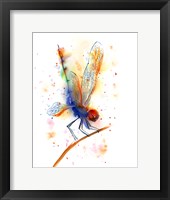 Framed Dragonfly II