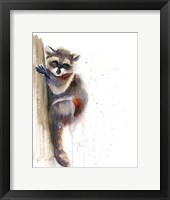 Framed Raccoon II