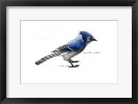 Framed Blue Jay