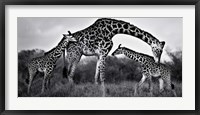 Framed Giraffe Family