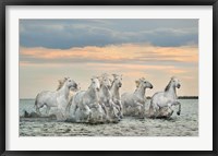 Framed Camargue Horses - France