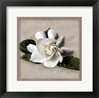 Framed Botanical Gardenia