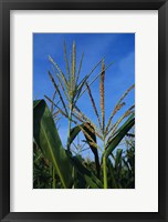Framed Corn Stalks