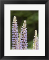 Framed Lupine, Vancouver Island, Canada