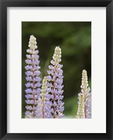 Framed Lupine, Vancouver Island, Canada