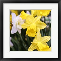 Framed Daffodil Bundle, New York City