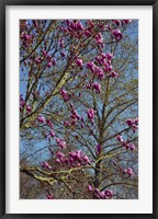 Framed Magnolia Blossoms, Oregon Garden, Silverton, Oregon